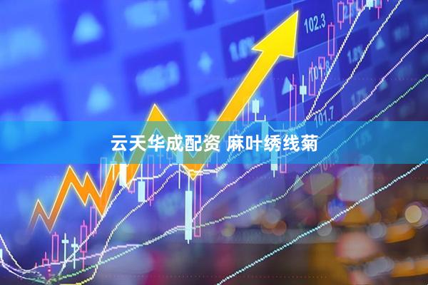 云天华成配资 麻叶绣线菊